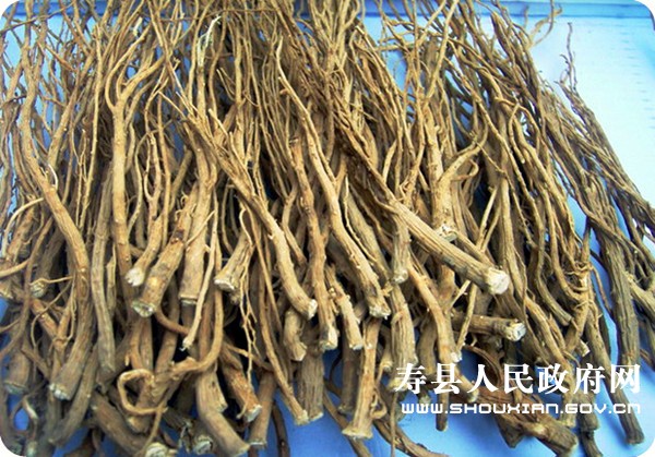 寿柴胡