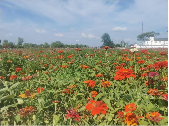 裸土治理的工作亮点