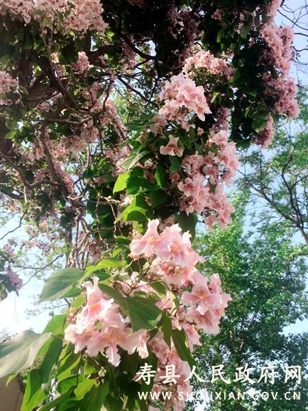 众兴镇百年灰楸树进入盛花期