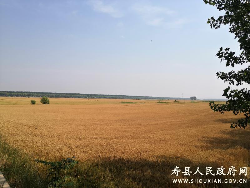 涧沟镇:风吹麦浪万亩田,农民喜迎丰收年_寿县人民政府