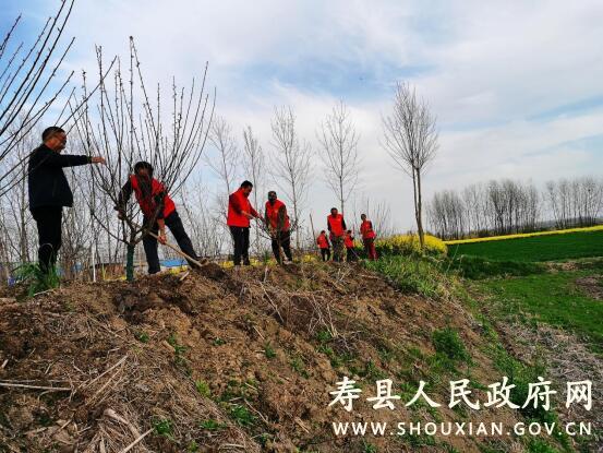 大顺镇开展义务植树新时代文明实践活动_寿县人民政府