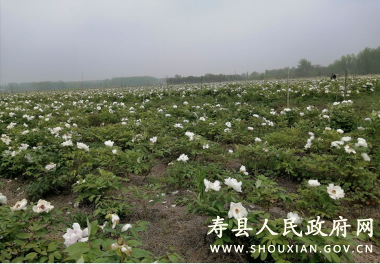 小甸镇开展学党史我为群众办实事活动