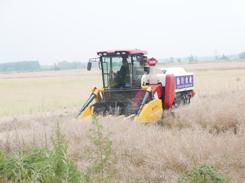 杨圩村油菜喜获丰收