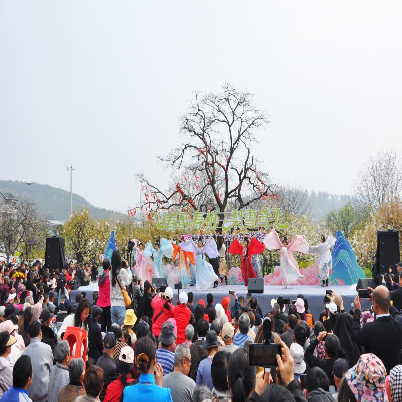 安徽寿县：梨花迎客“笑春风”