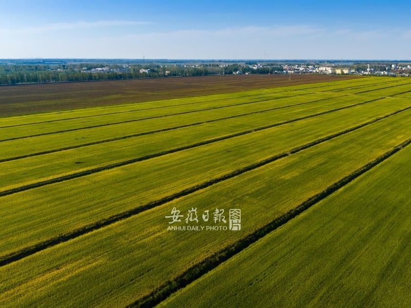 安徽寿县：田园景美如画